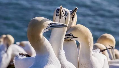 JieJie前瞻：揭秘明年转会期风云变幻